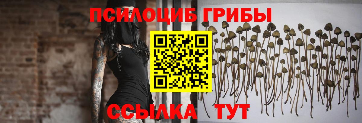 Знаменск  Псилоцибиновые грибы Psilocybine cubensis  Псилоцибиновые грибы Cubensis  Вход с VPN 